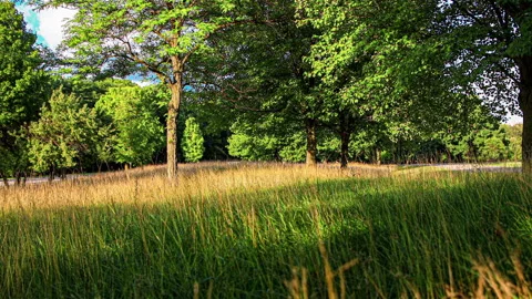 Evening Glow Of Sunset On The Field Grasses Video stock 147453583