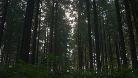 Evening Glow Through Tall Trees and Fern Undergrowth 4K Stock Footage 341849674