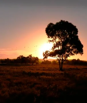 Evening Gold Stock Photos