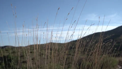 Evening Grass Swaying in the Wind with Mountains in Background 動画素材 317909965