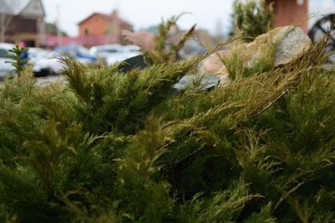 Evening green juniper. Stock Photos