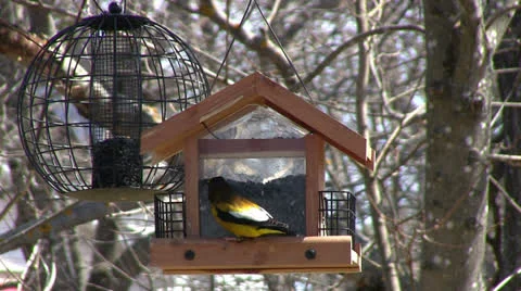Evening Grosbeak at Feeder Stock Footage 23580013