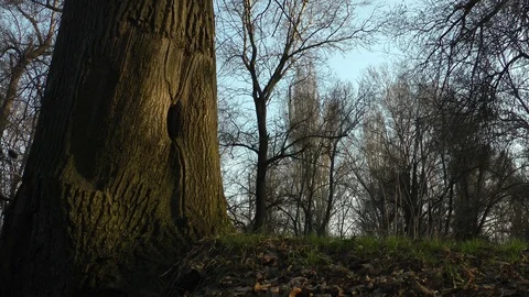 Evening in the grove in early spring Vídeo Stock 128548903
