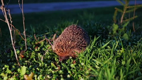 Evening Hedgehog Search in Grassland – Quiet Wildlife Moment Latvian Countryside Stock Footage 310210077