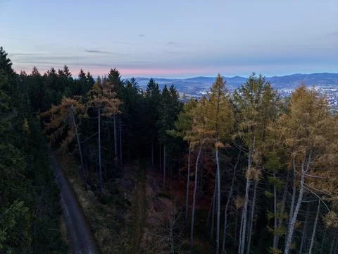 Evening Horizon Seen Through Forest Canopy With Urban Glow And Natural Envi.. Фото