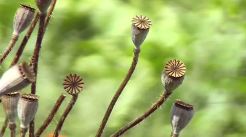 Evening idyll, dry poppy boxes Stock Footage 65451963