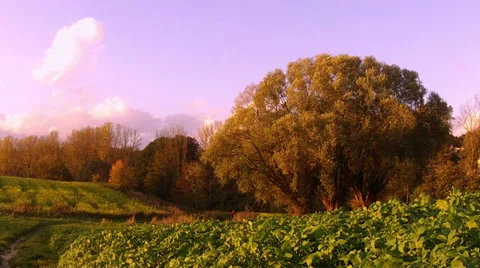 Evening jog in the field. Stock Footage 32711439