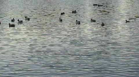 Evening lake with ducks Video stock 12622592