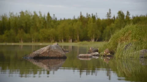 Evening on the lake Video stock 64355107