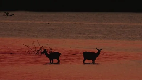 Evening lake Stock Footage 281494725