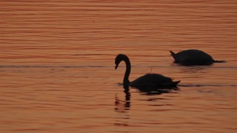 Evening lake Stock Footage 281494754