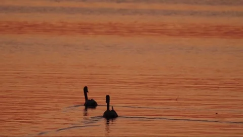 Evening lake Stock Footage 281494756