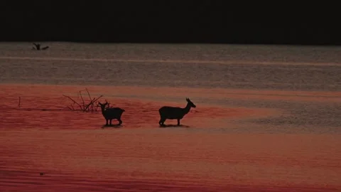 Evening lake Stock Footage 281494817