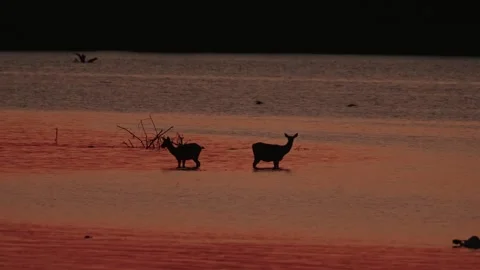 Evening lake Stock Footage 281494889