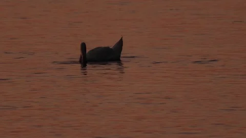 Evening lake Stock Footage 281494945