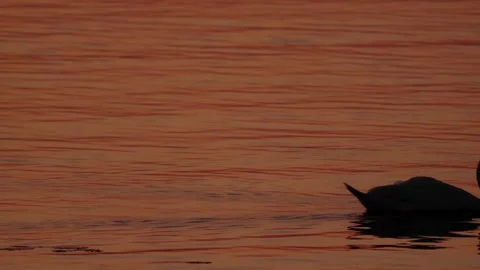 Evening lake Video stock 281494950