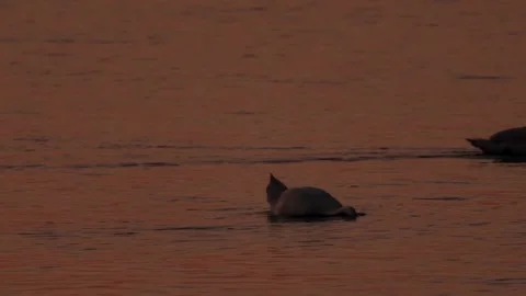 Evening lake Video stock 281494974