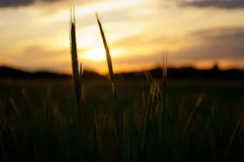 Evening landscape of beautiful field in spring, countryside Foto stock