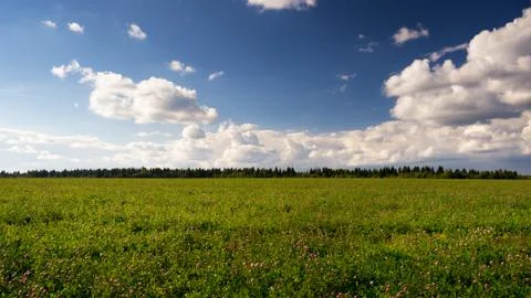 Evening landscape with clover fields and blue sky Stock Photos