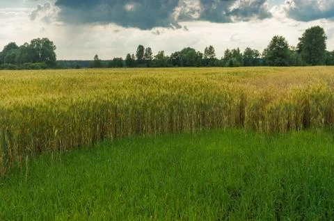 Evening landscape with dramatic sky and unripe wheat field Foto stock