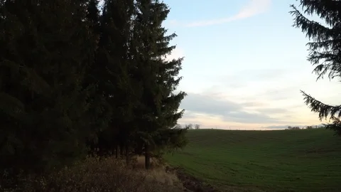 Evening landscape with large spruce trees grove Stock Footage 119342772