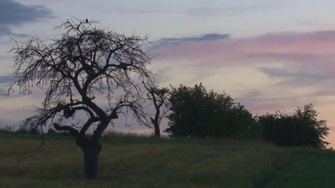 Evening Landscape with Owl in Tree Stock Footage 313952103