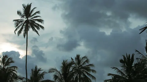 Evening landscape with palm trees on cloudy sky background Stock-Footage 26022312