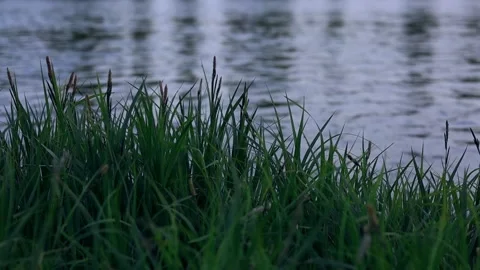 Evening landscape on the river Stock Footage 309794946