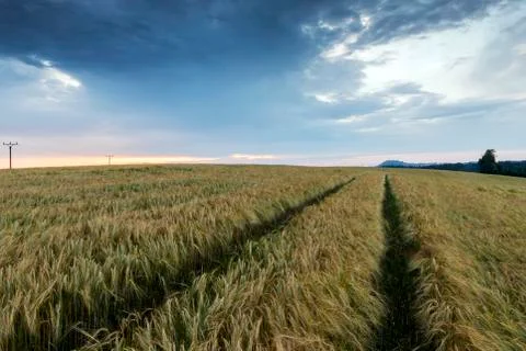 Evening landscape in summer Foto stock