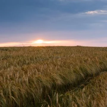 Evening landscape in summer Foto stock