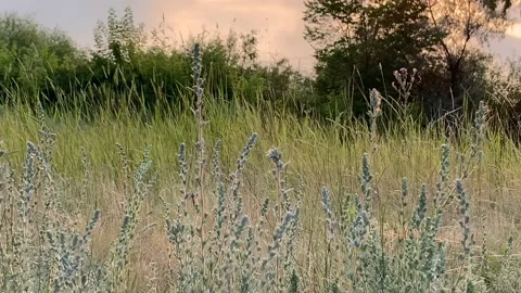 Evening landscape in summer at sunset by the river Stock Footage 145731491