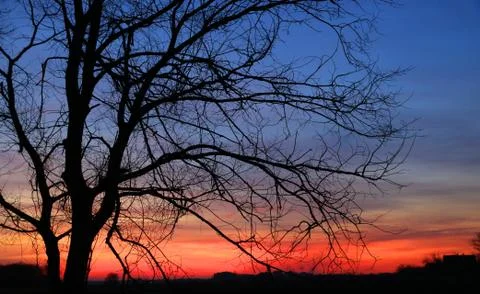 Evening landscape with tree Stock Photos