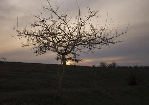 Evening landscape with tree. Stock Photos