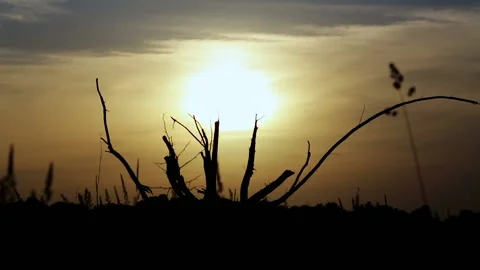Evening landscape with tree roots and sunset. Stock Footage 132616586