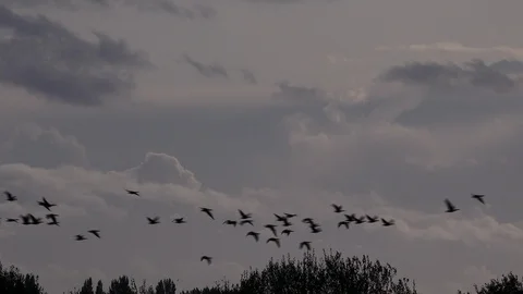 Evening light and Geese in migration wintertime England 4k Stockbeeldmateriaal 117888285