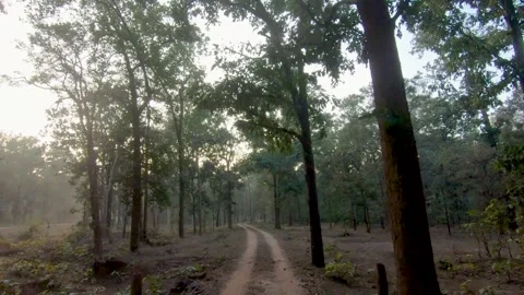 The evening light falling on the landscape of Sanjay Dubri national park Stock Footage 303552964