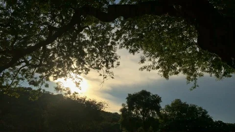 Evening light in the garden with green leaf background. Stock Footage 90277740