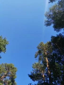 Evening light on a pine glade Stock Photos