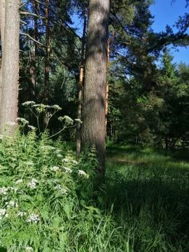 Evening light on a pine glade Stock Photos