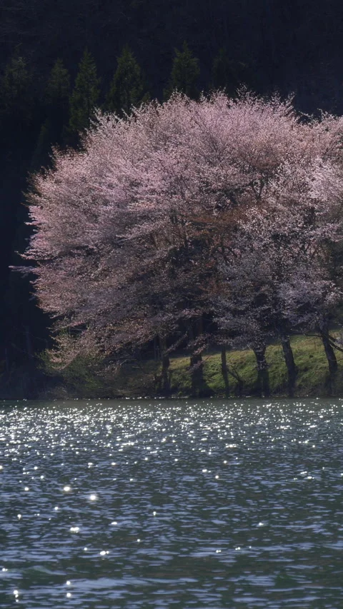 Evening Light on Sakura by Mountain Lake Vertical Video Vidéo 346194990