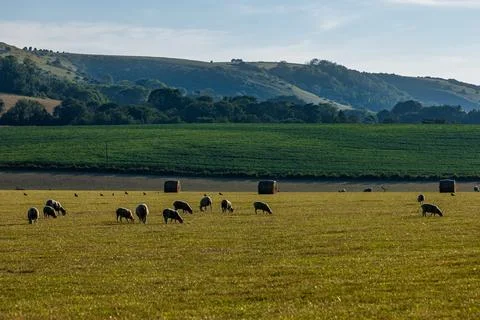 Evening light in the South Downs, with sheep grazing in a field in the fore.. Stock Photos