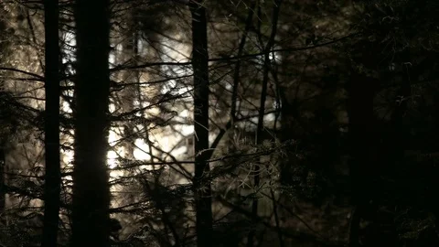 Evening light trhough forest Stock Footage 83809070