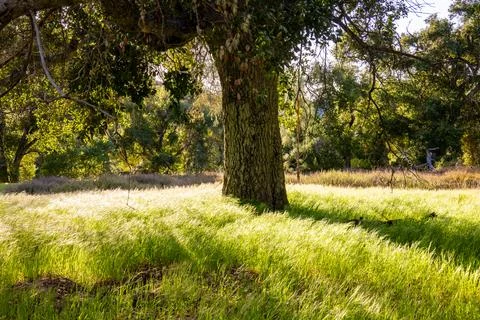 Evening Light Washes Over Soft Grasses In Pinnacles Photos