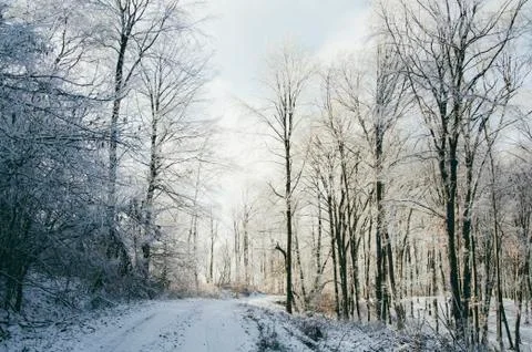 Evening light in winter forest scenery Stock Photos