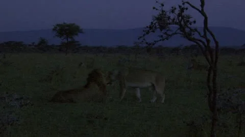 Evening, lions walking Stock Footage 12658328