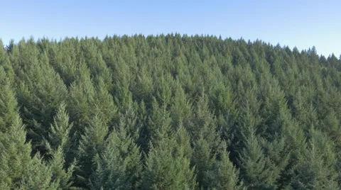 Evening on a Logging Road Stock Footage 48013068