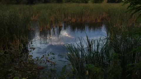 Evening marsh landscape during golden hour, panning Stock Footage 330317372