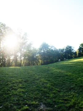 Evening meadow 스톡 사진