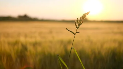 Evening on the meadow, sunset light on ears Stock Footage 158090220
