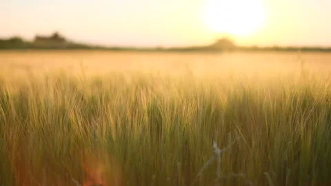 Evening on the meadow, sunset light on ears Stock Footage 162464957